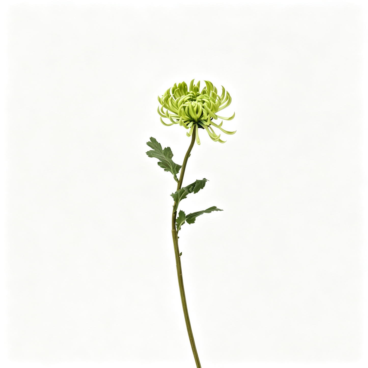 Large Double‑Petal Artificial Chrysanthemum‑23.6"