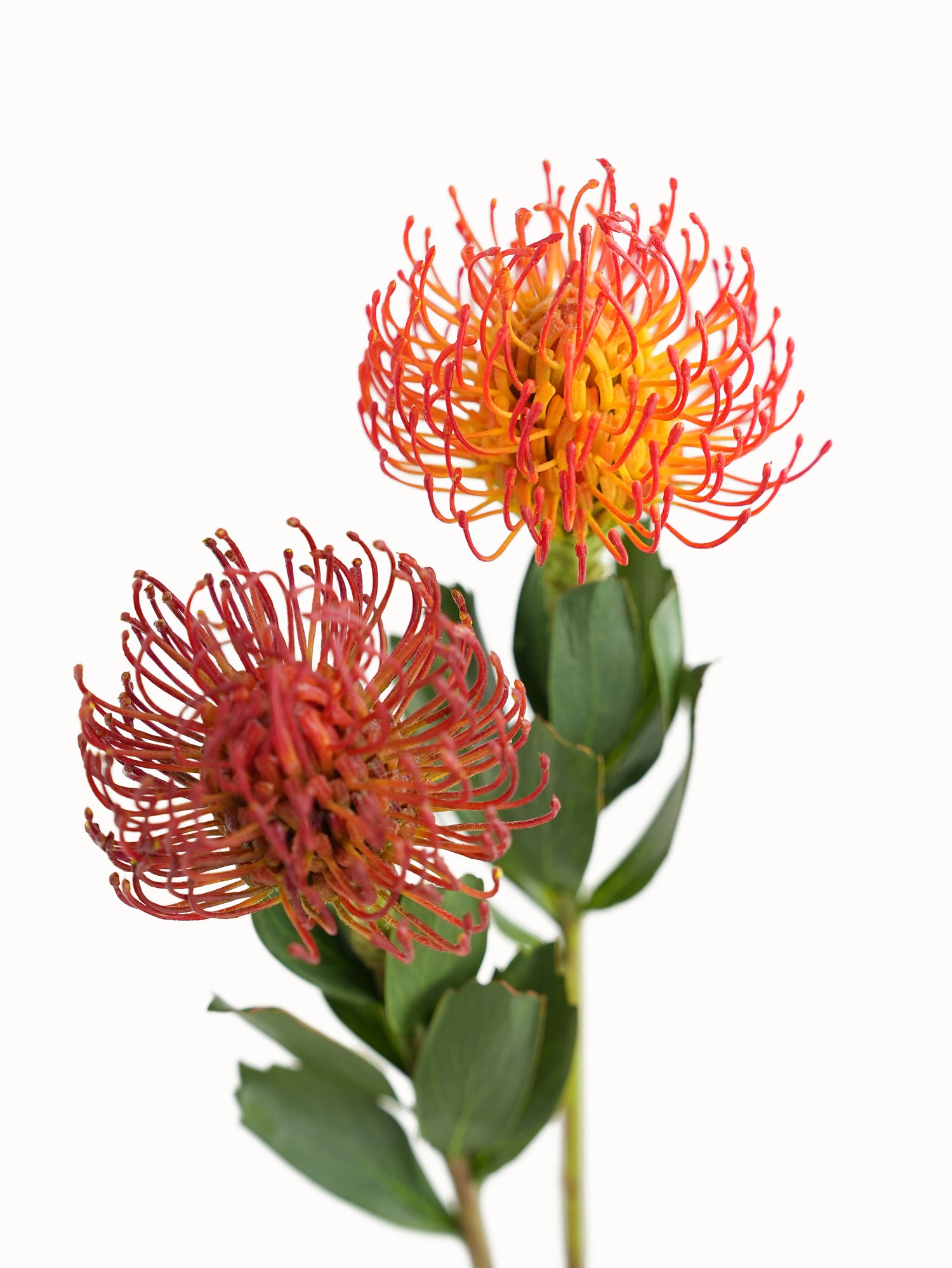 Artificial Leucospermum flower with realistic appearance-24.8"
