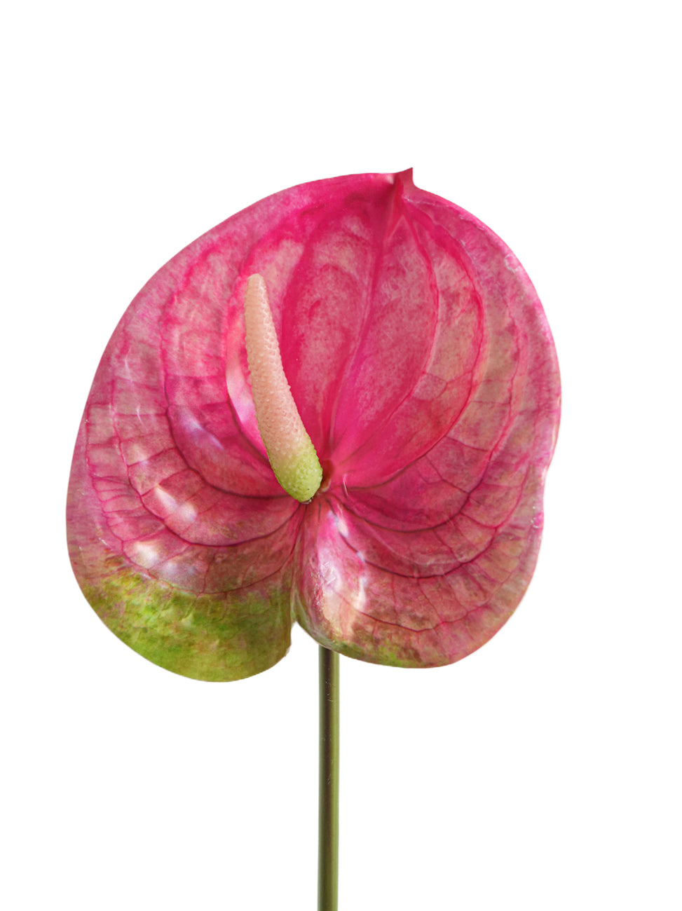 Large-sized artificial Anthurium flowers-26.3 "