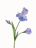 Artificial Iris Flowers of Luxurious Quality-31.1"
