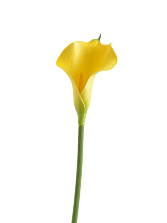 Artificial Calla Lily in Soft Tones-18.8"