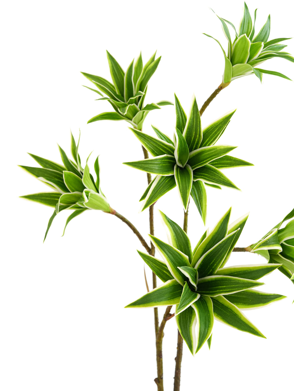 Artificial foliage green plants of Dracaena reflexa - 32.2"