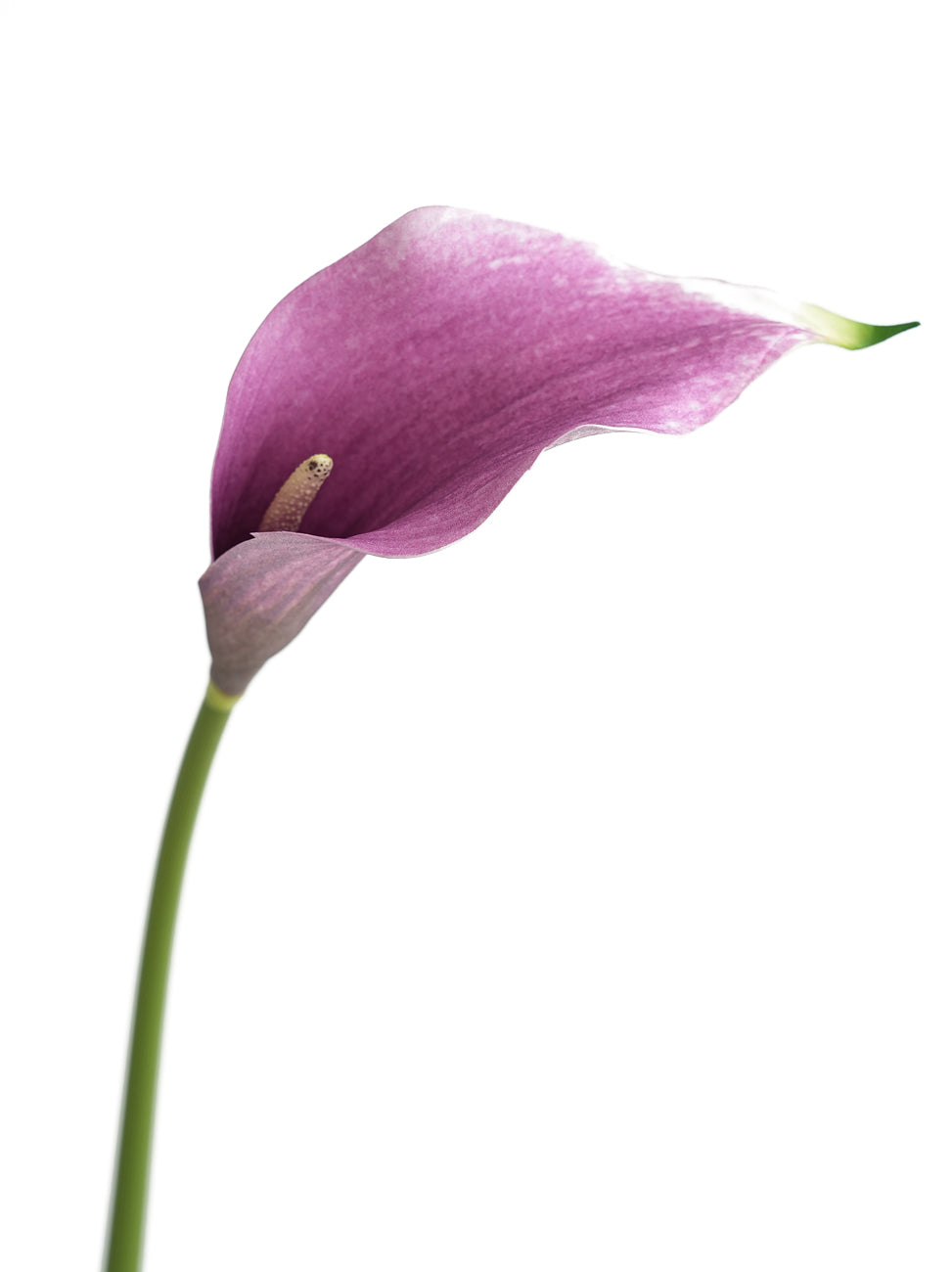 Large Fake Calla Lily with Gentle Hues -26.7"