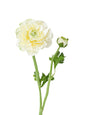 Faux Ranunculus Flower -20.8"
