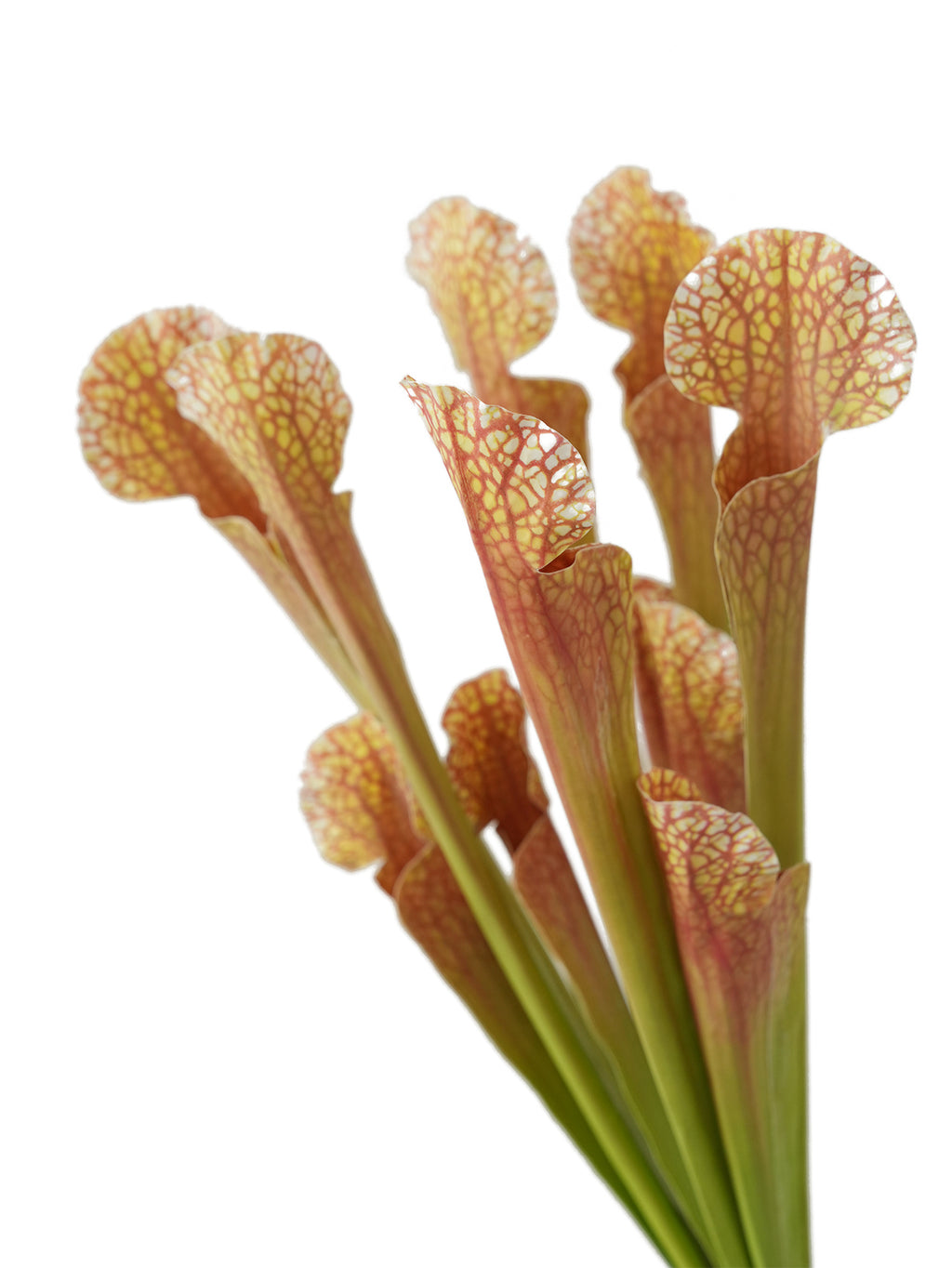 Artificial Sarracenia  -17.7"