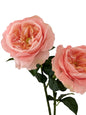 Artificial Austin roses with a realistic touch- 25.9"