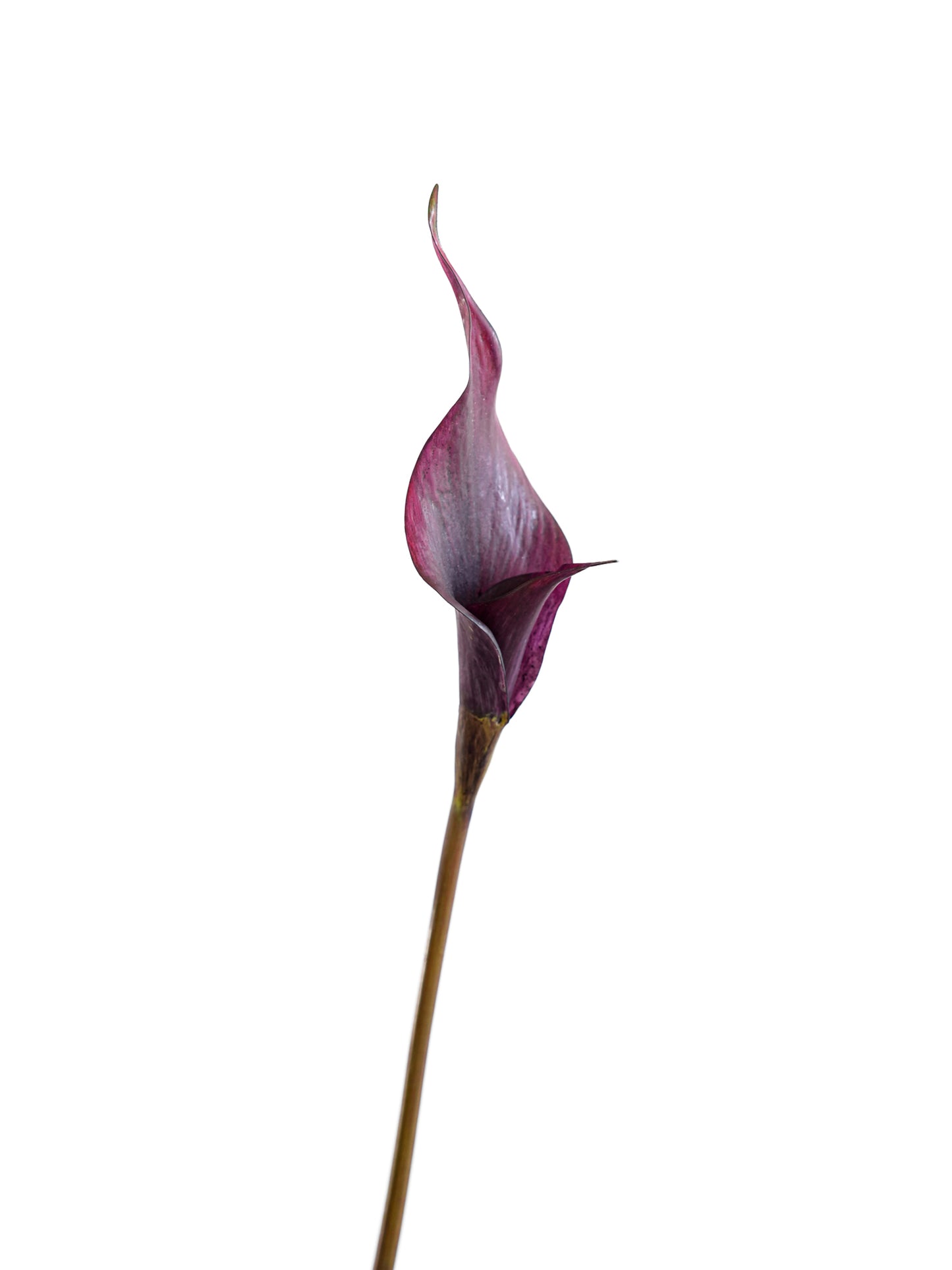 Artificial double-petaled calla lily flowers- 27.9"