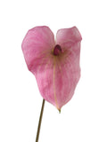 High-end Large-sized Artificial Green Anthurium Flowers- 26.7"