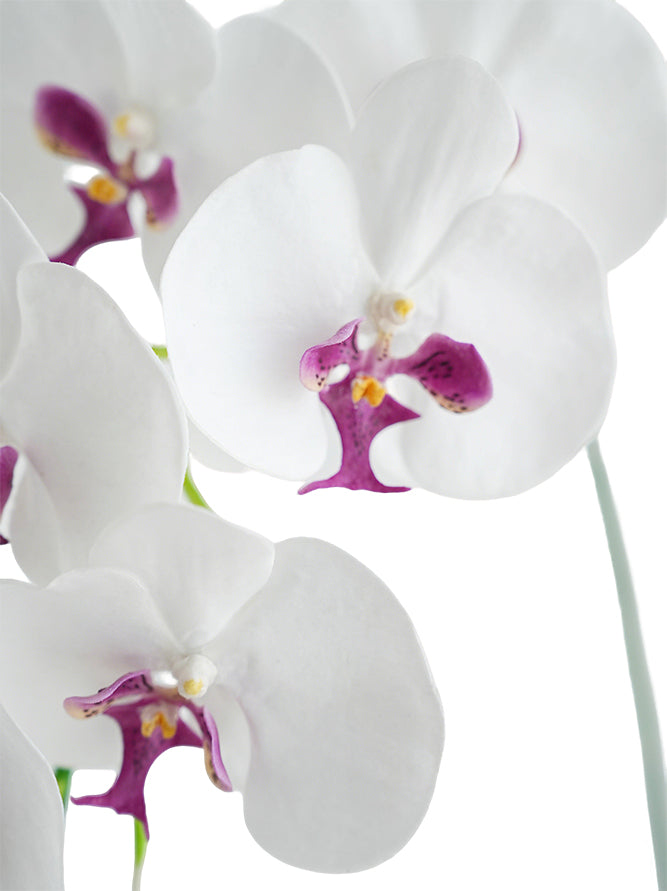 Faux Real Touch Orchids in White -41.3"