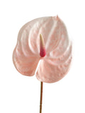 Small-sized artificial Anthurium flowers- 22.4"