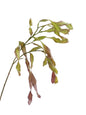 Artificial flowers of pea pods - 27.9"