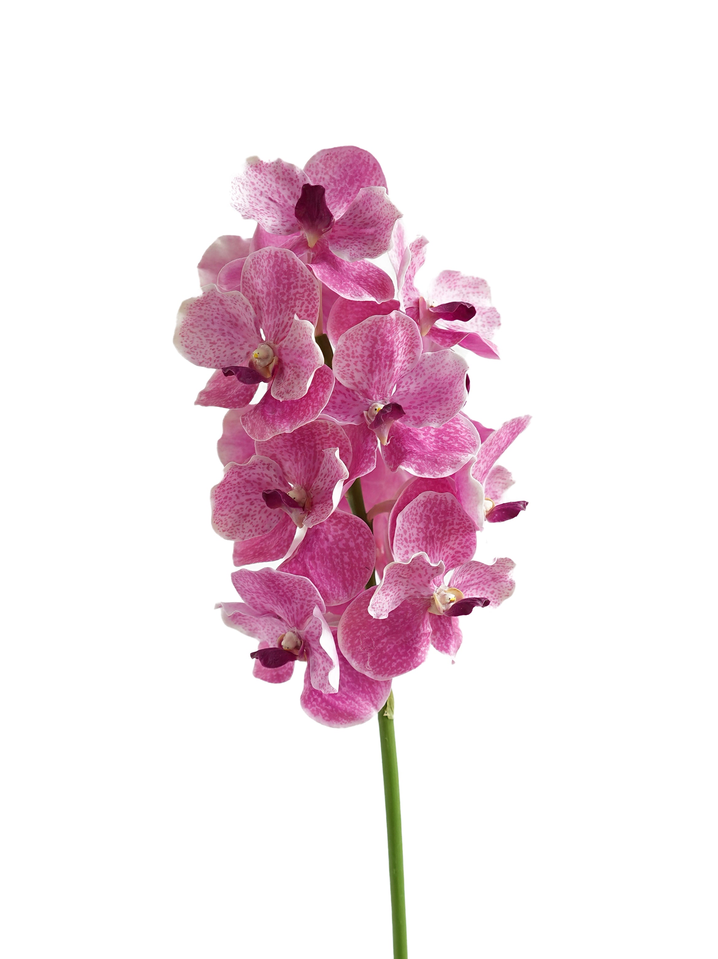 High-end Artificial Vanda Orchids -25.5"