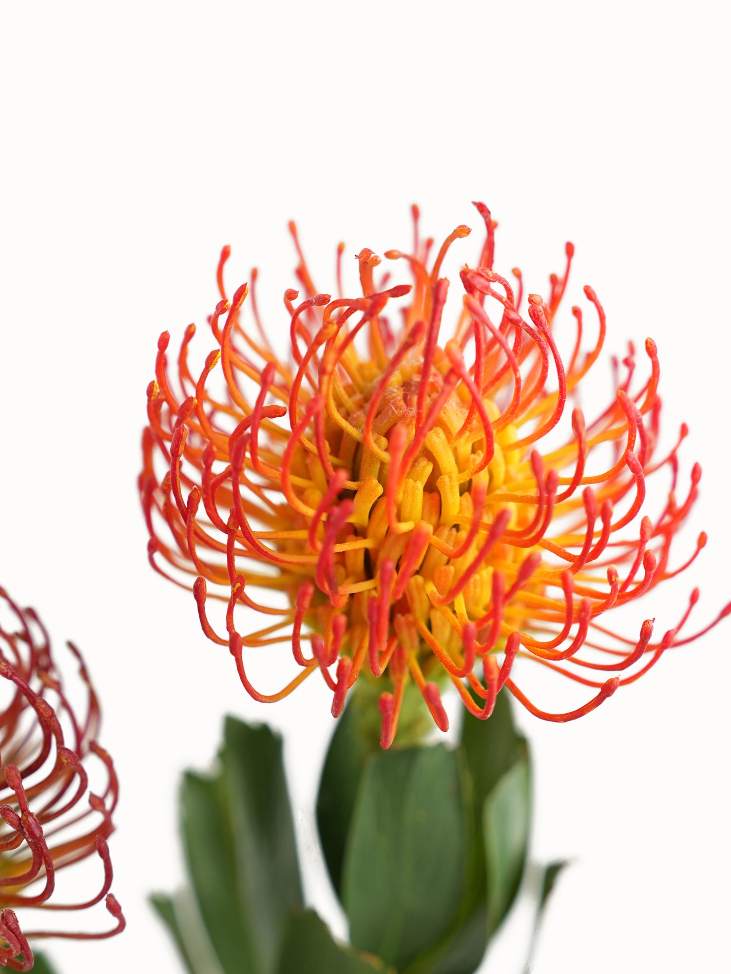 Artificial Leucospermum flower with realistic appearance-24.8"
