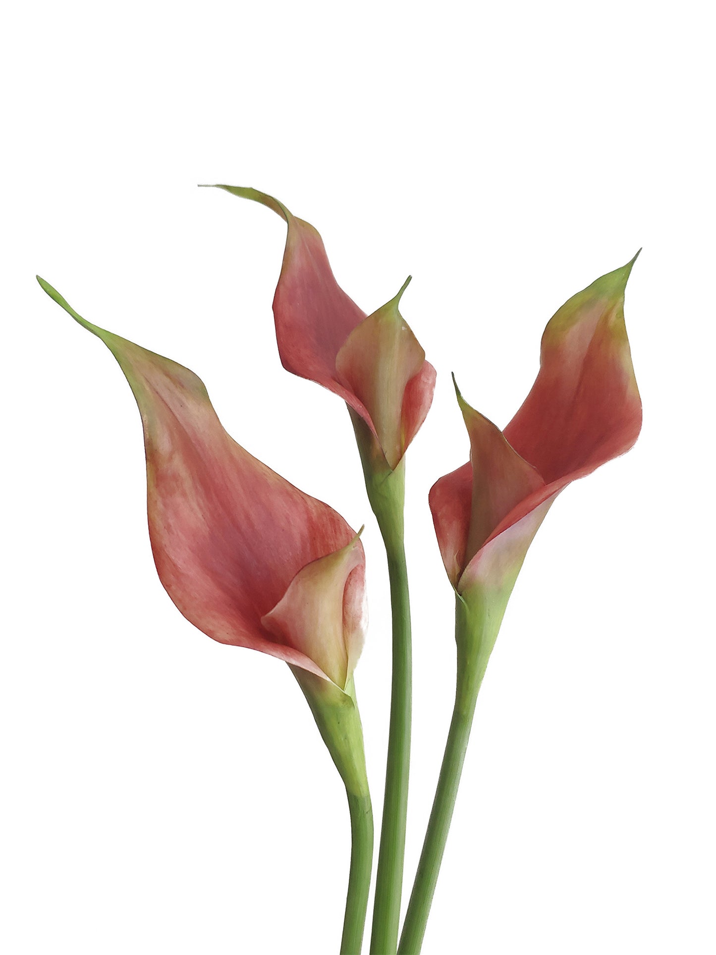 Artificial double-petaled calla lily flowers- 27.9"