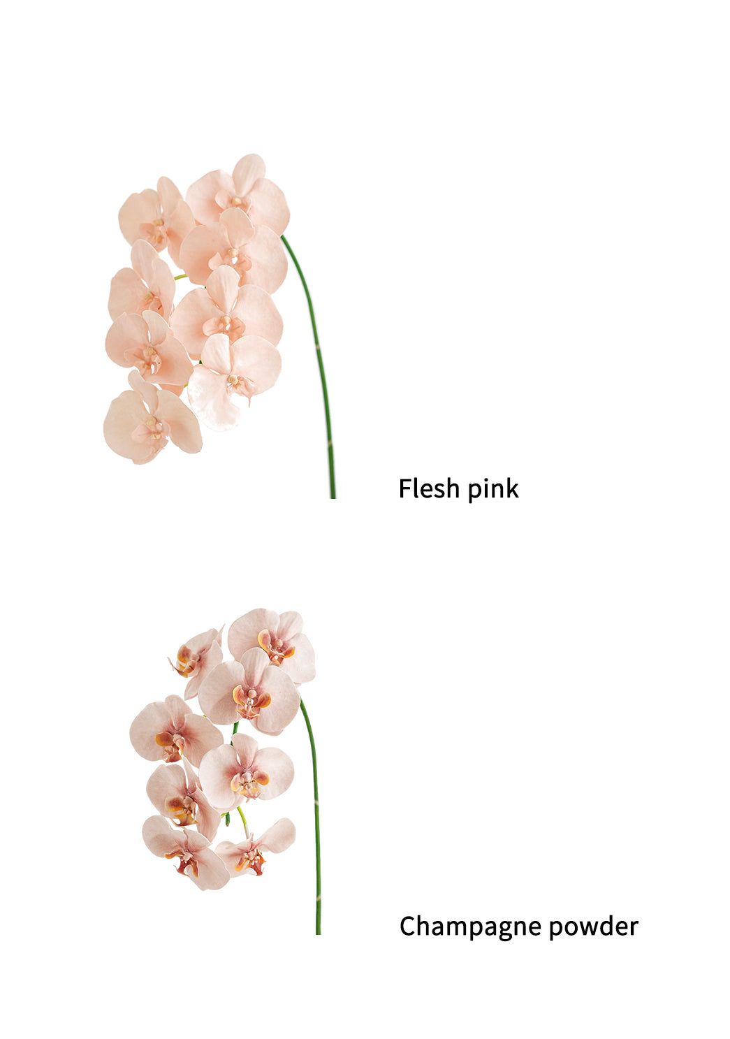 Fake Blooming Phalaenopsis Orchids in Cream-42.9"