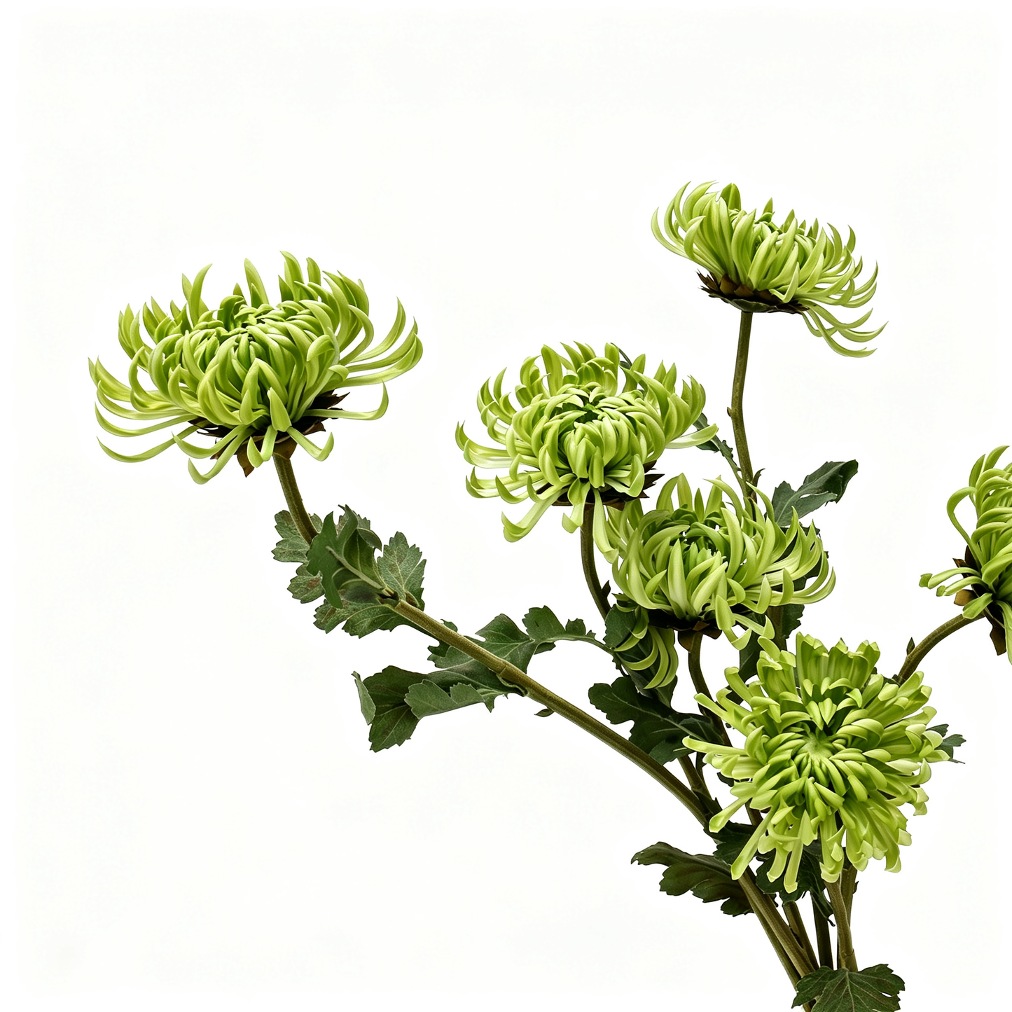Large Double‑Petal Artificial Chrysanthemum‑23.6"