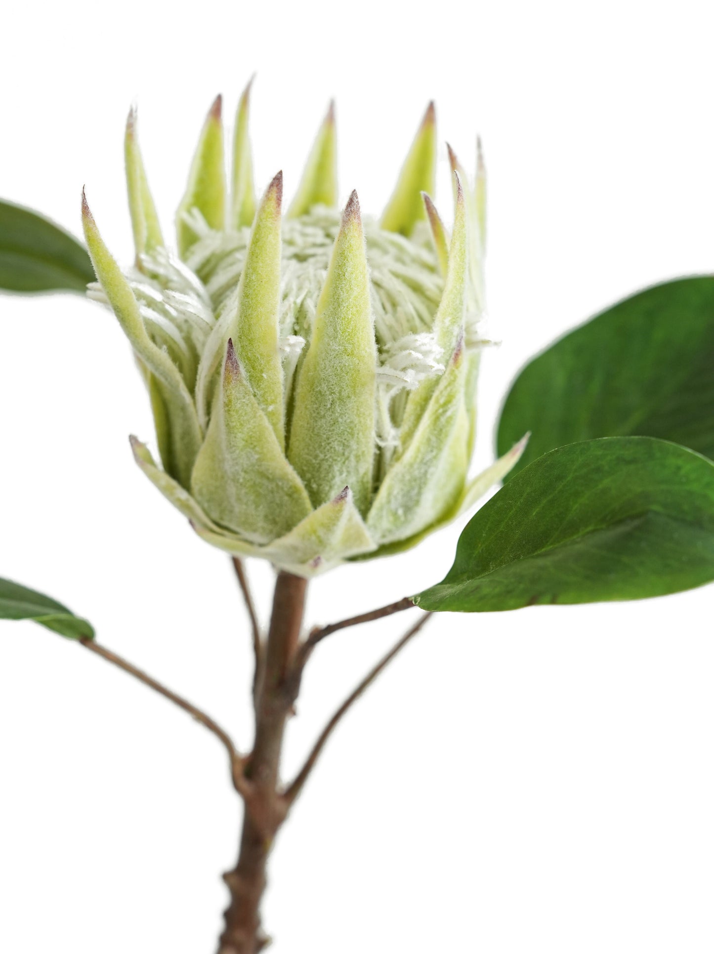 Artificial Protea cynaroides flowers from South Africa- 20.9"