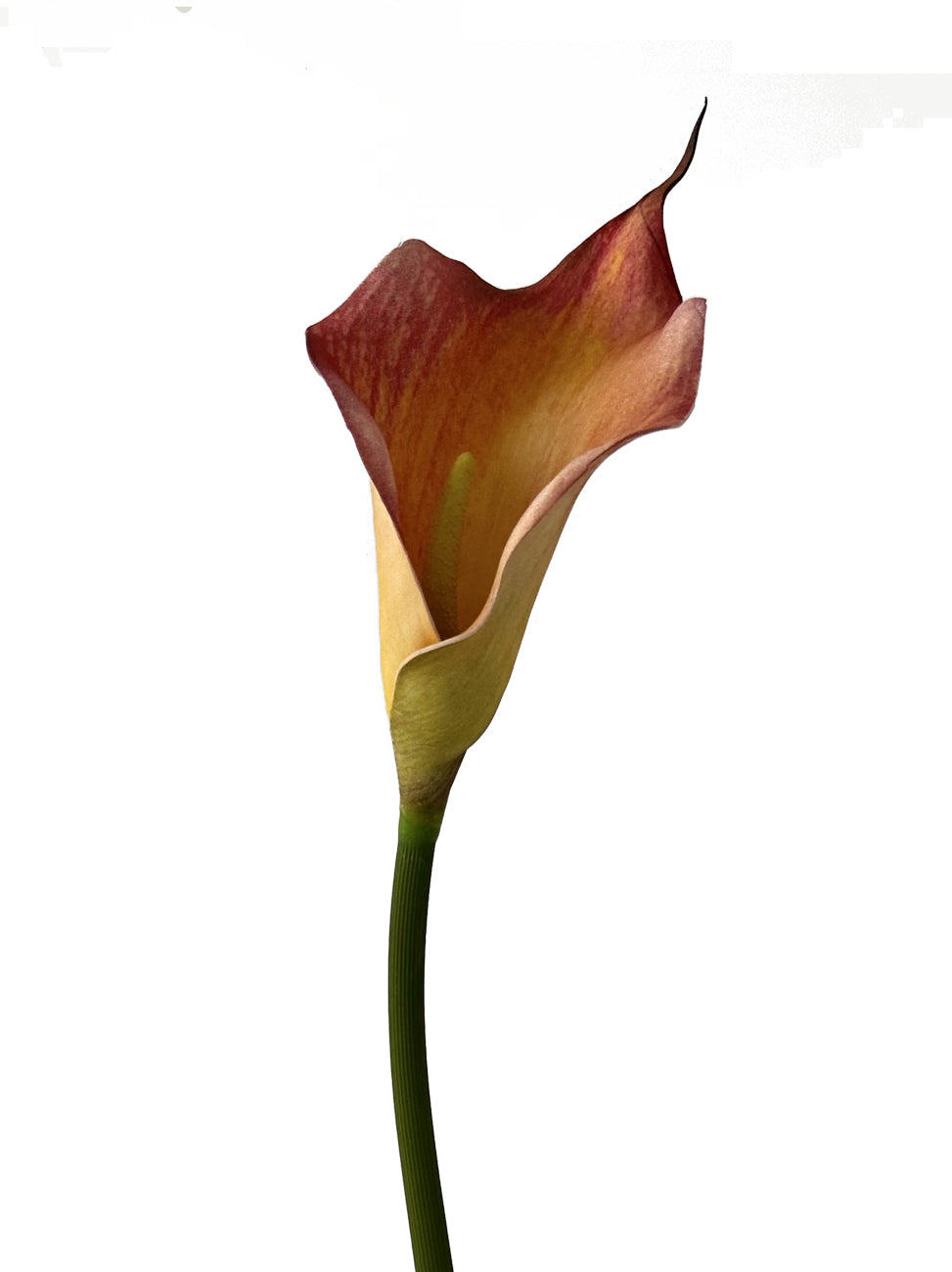 Large Fake Calla Lily with Gentle Hues -26.7"