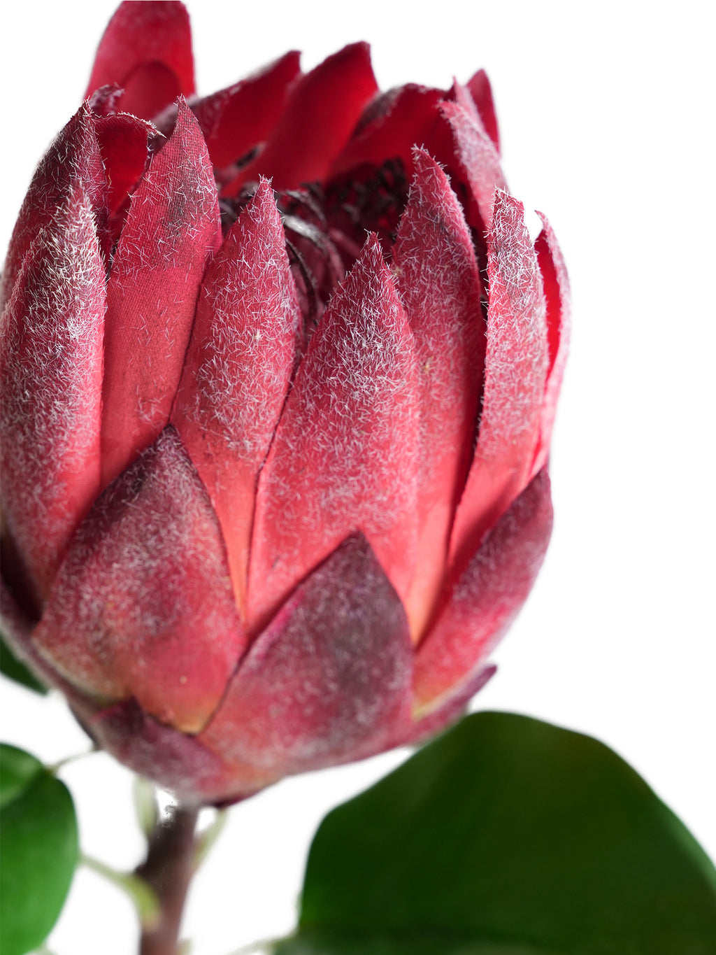 Luxurious simulated Protea cynaroides flowers -26.3 "