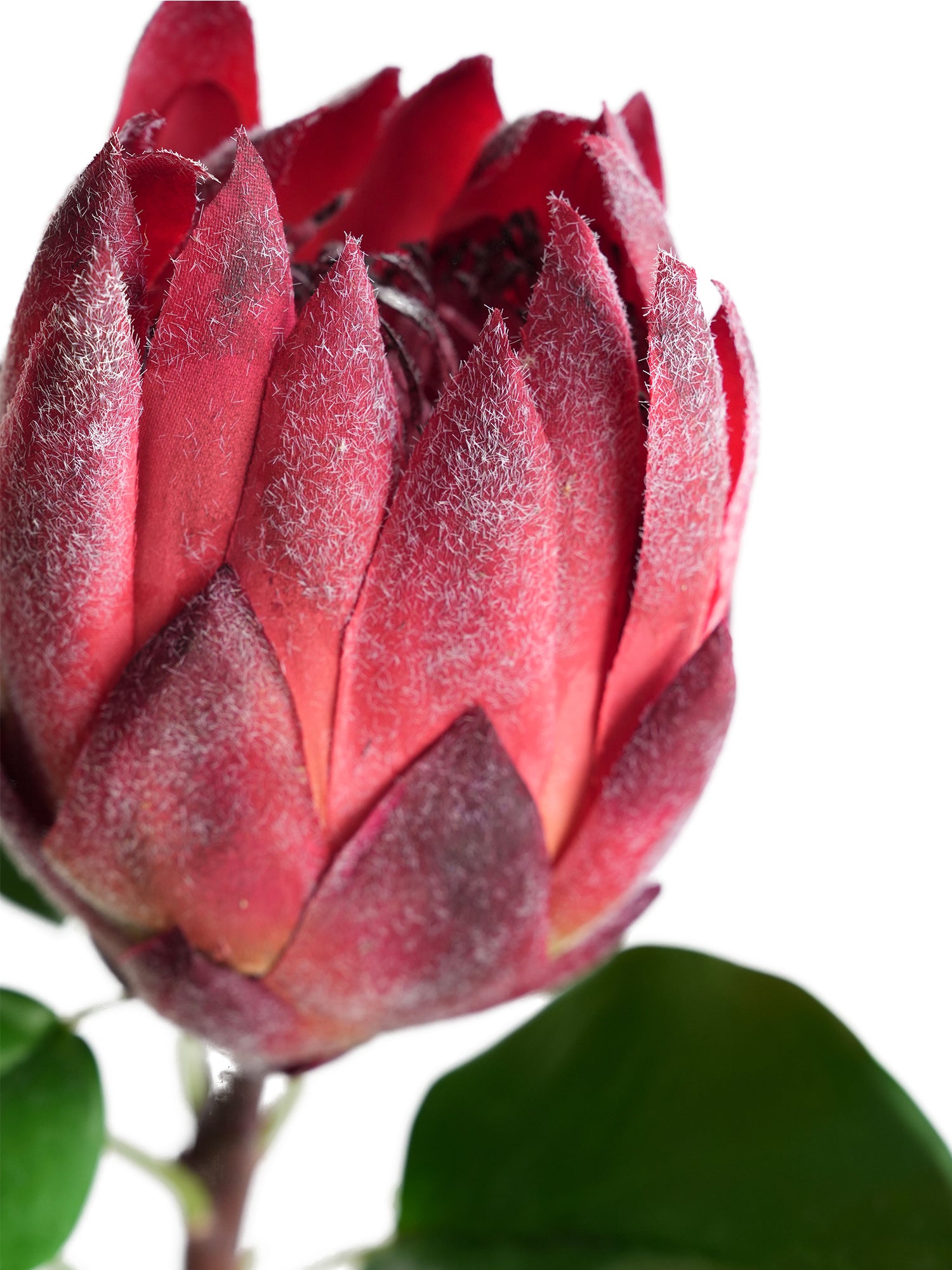 Luxurious simulated Protea cynaroides flowers -26.3 "