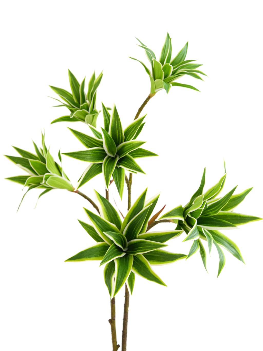 Artificial foliage green plants of Dracaena reflexa - 32.2"