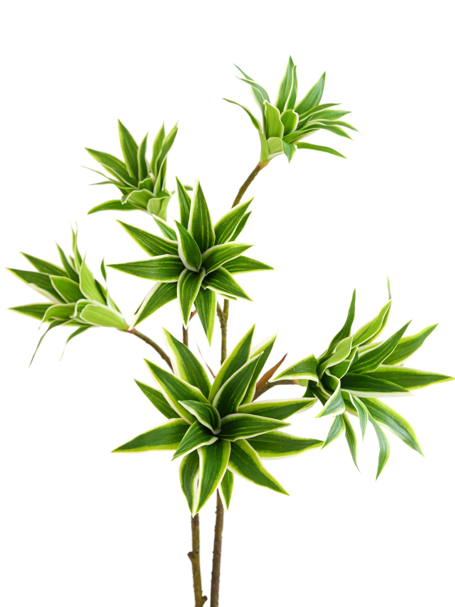 Artificial foliage green plants of Dracaena reflexa - 32.2"