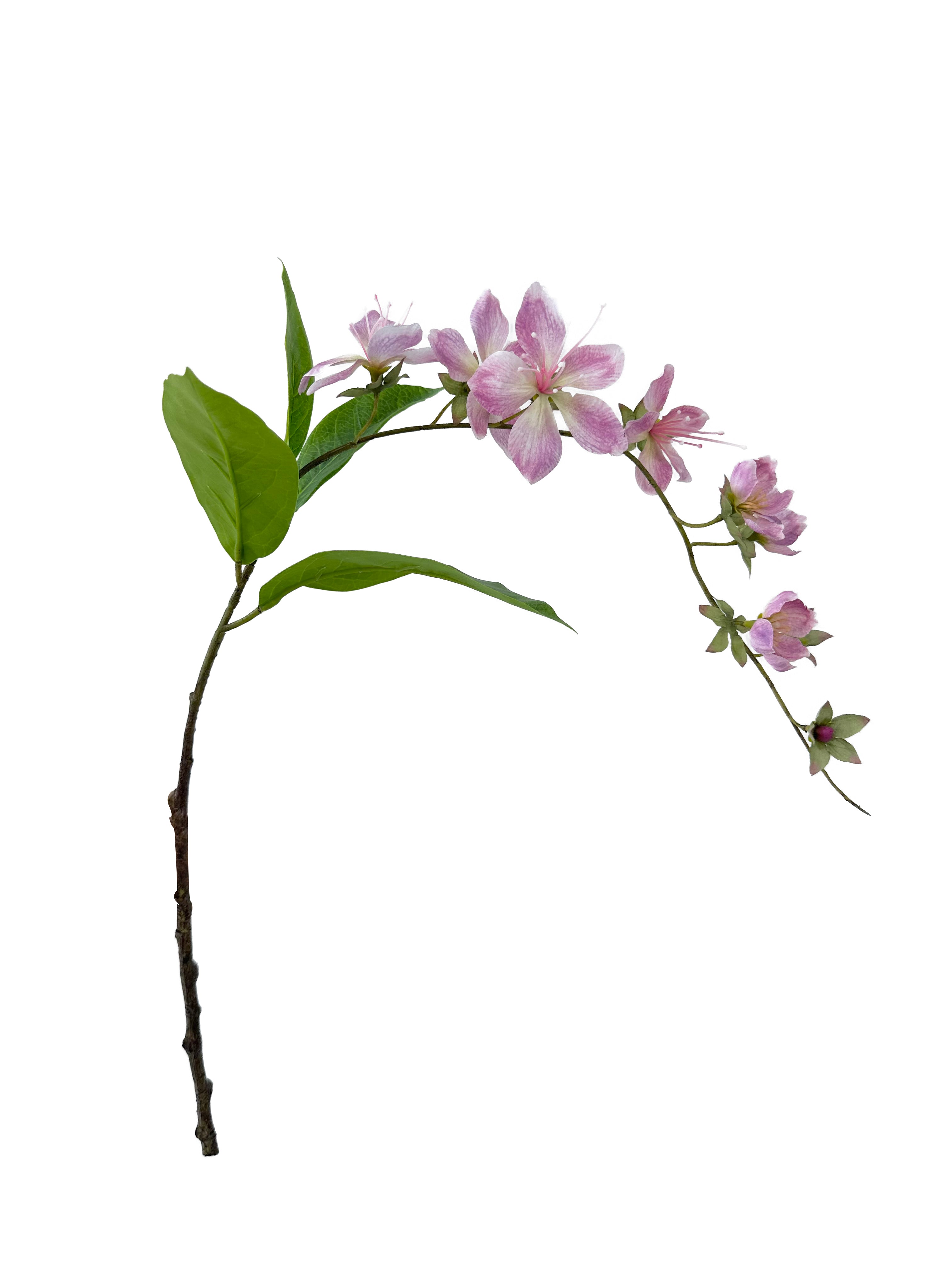 Wallich Glorybower - 31.89"