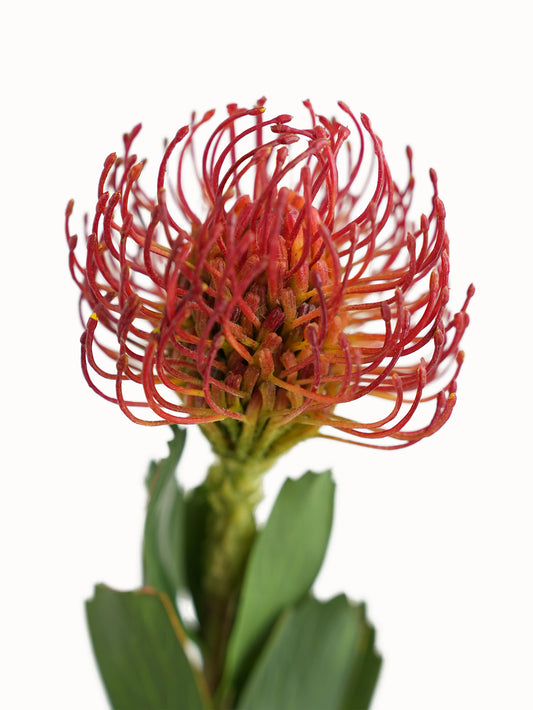 Artificial Leucospermum flower with realistic appearance-24.8"