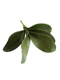 Artificial Phalaenopsis Orchid Leaf Plant-13"