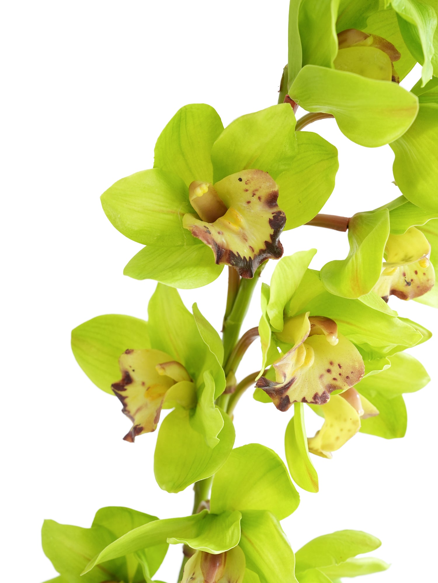 Large-sized artificial orchids with a realistic touch-37.4"