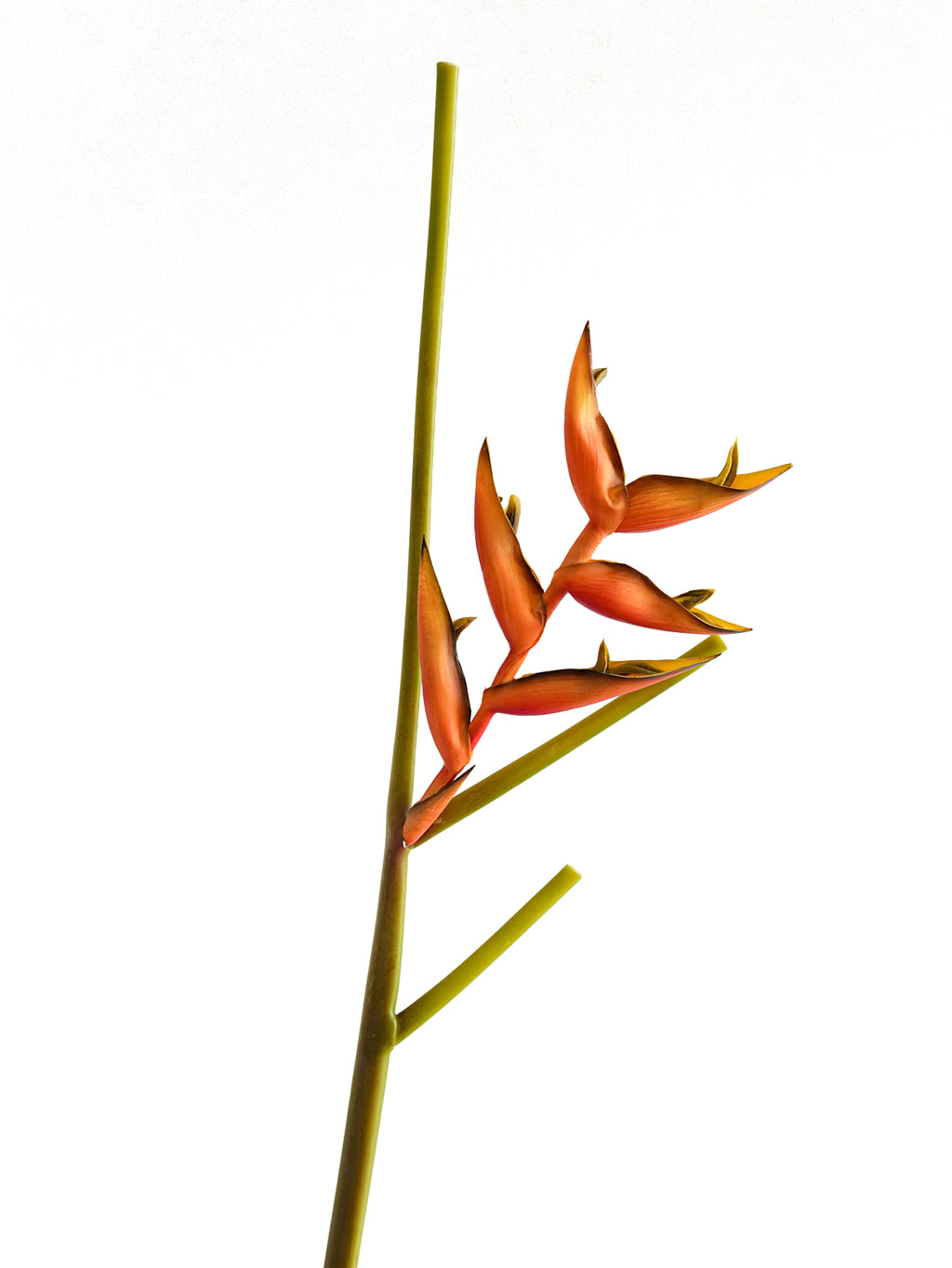 High - end artificial orange heliconias - 35.4"