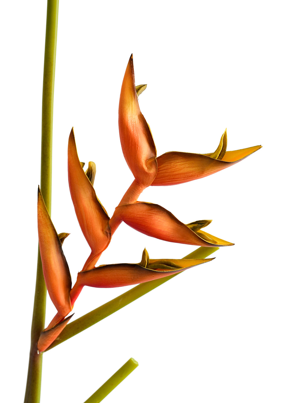 High - end artificial orange heliconias - 35.4"