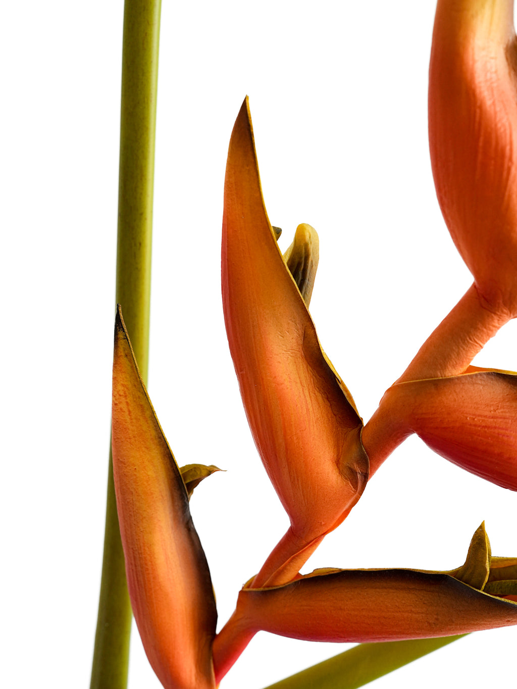 High - end artificial orange heliconias - 35.4"