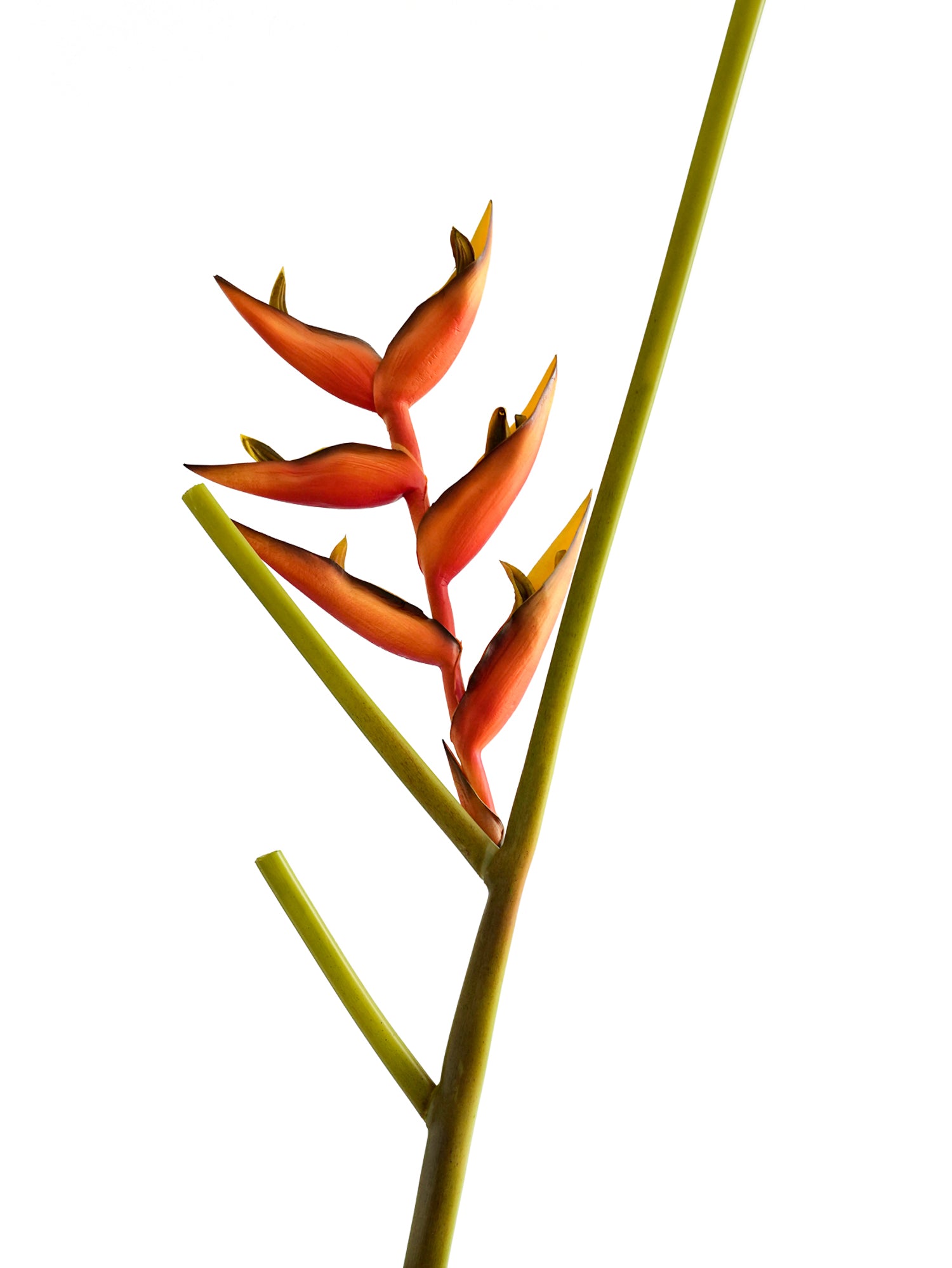 High - end artificial orange heliconias - 35.4"