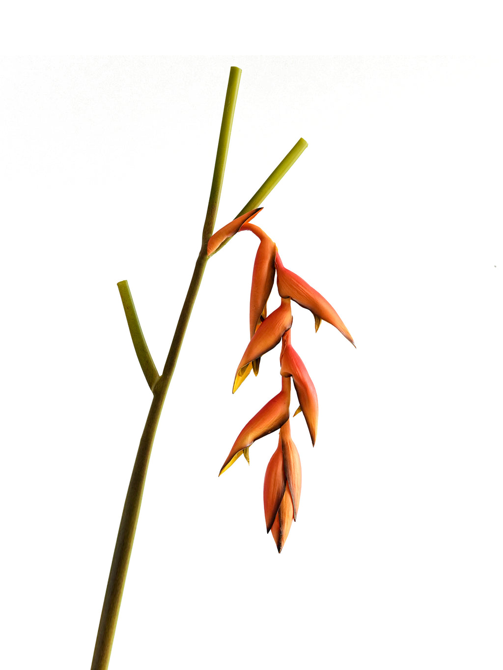 High-end Customized Artificial Hanging Birds of Paradise Flowers - 37.4"