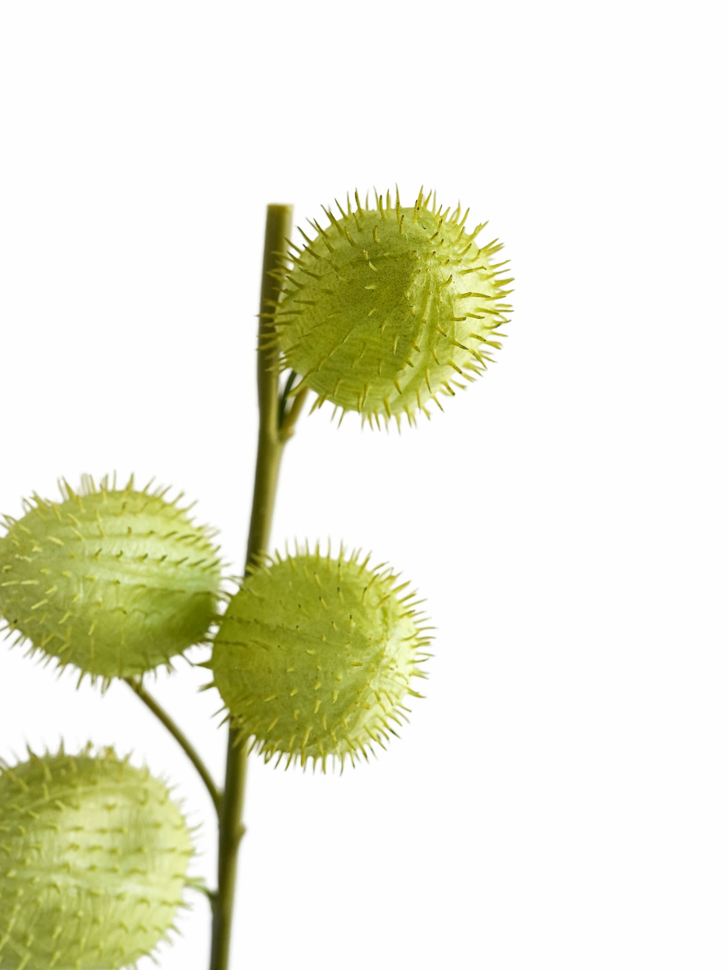 Artificial Balloonplant Fake Gomphocarpus -24.8"