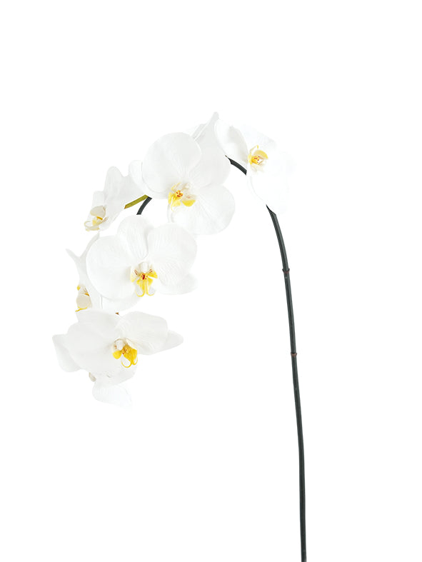 Artificial Phalaenopsis in Cream Color Palette-35"