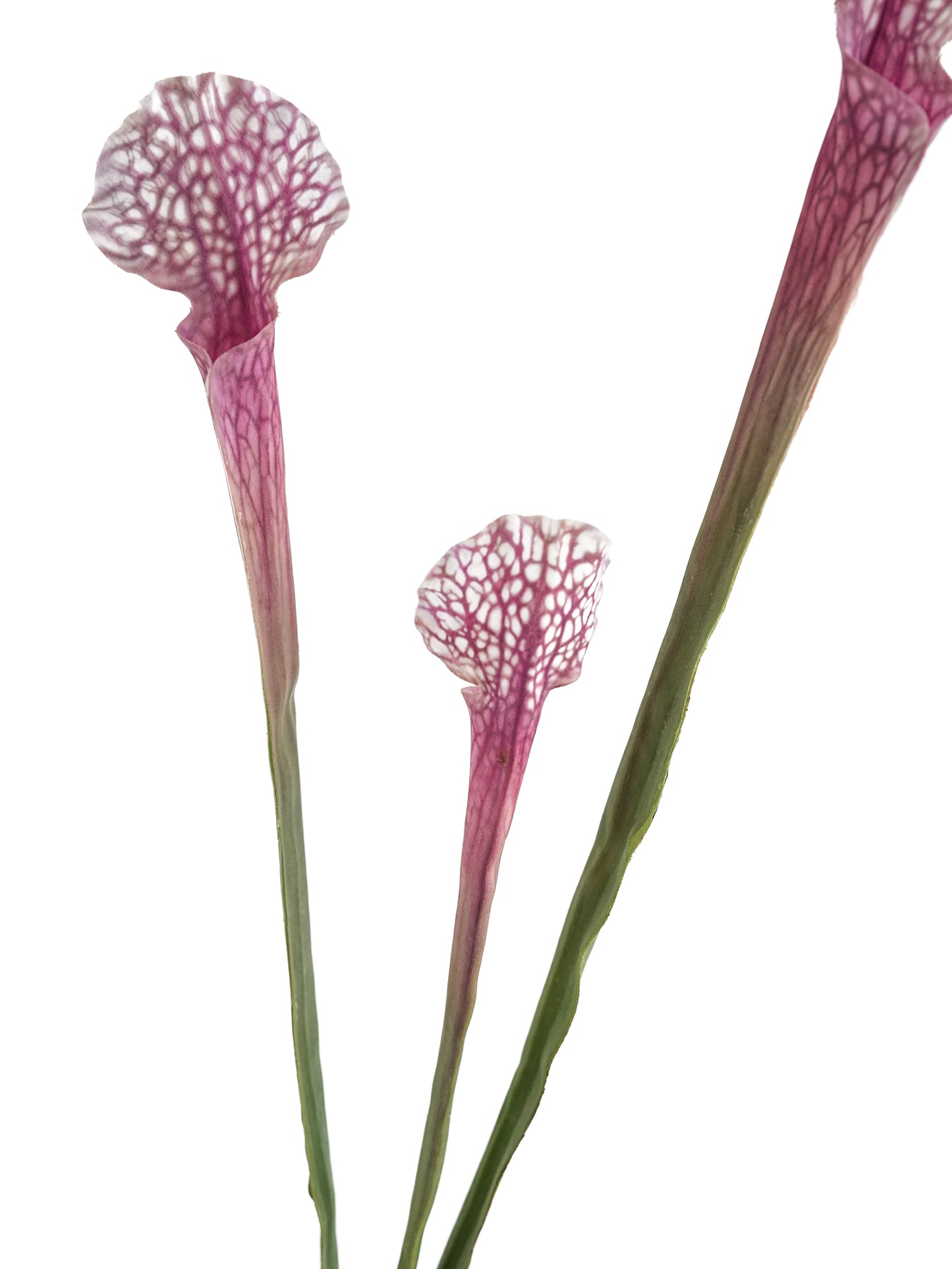 Real Touch Artificial Sarracenia -24.4"