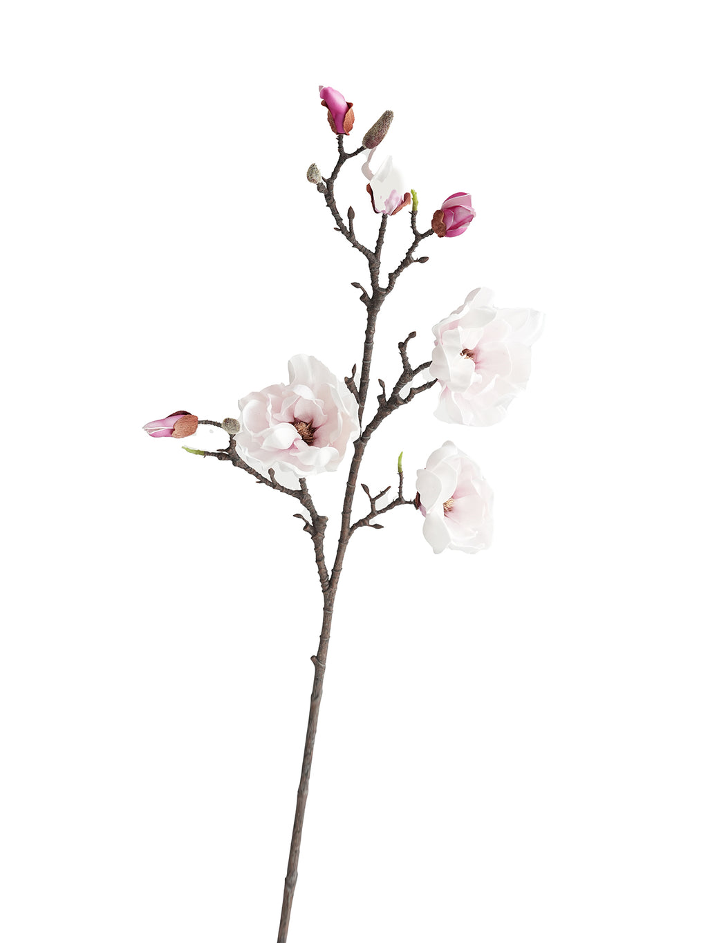 Yulan Magnolia