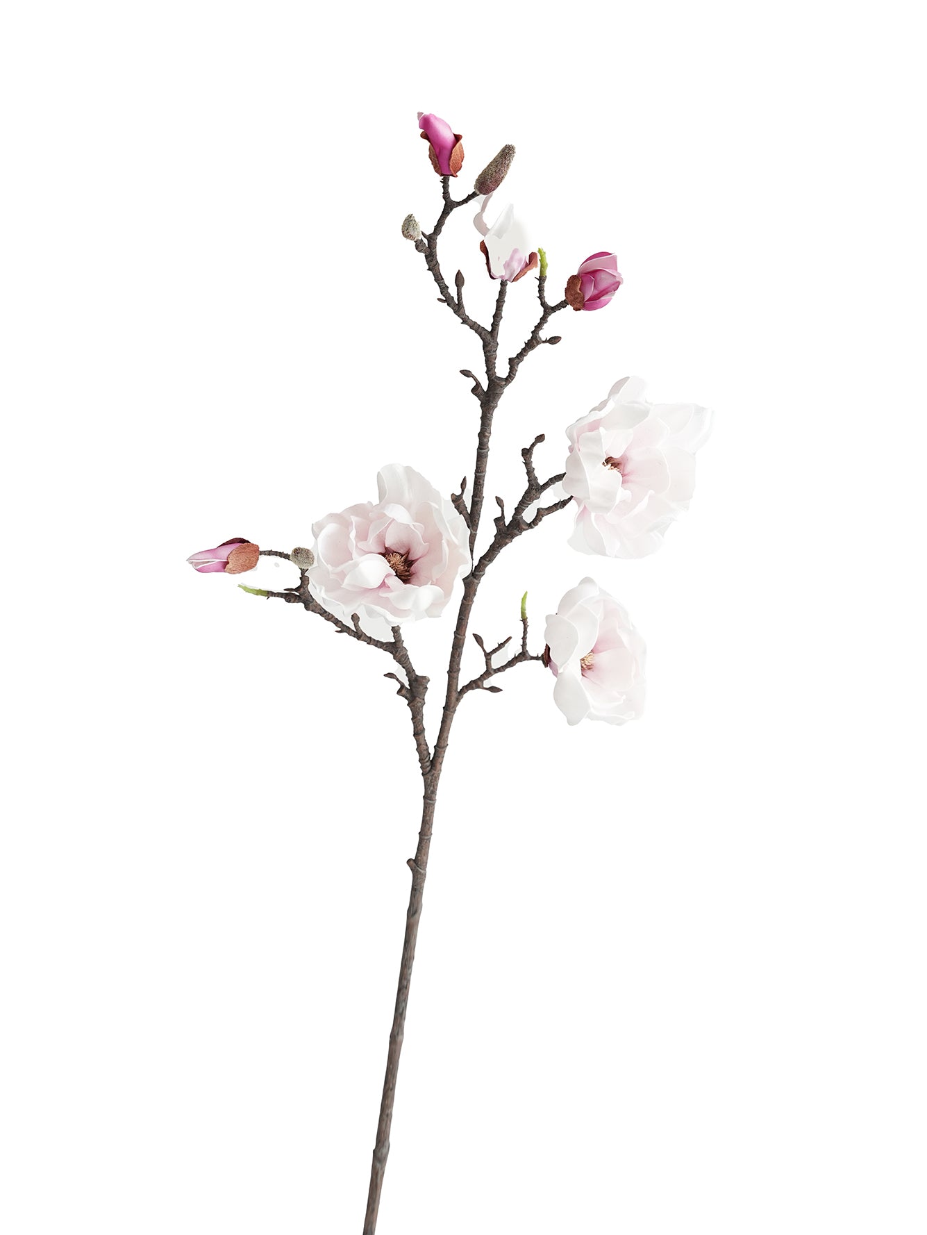 Yulan Magnolia