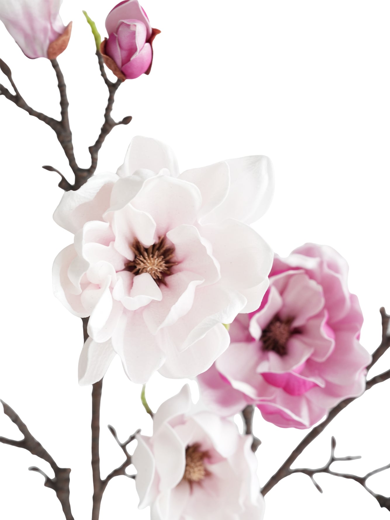 Yulan Magnolia