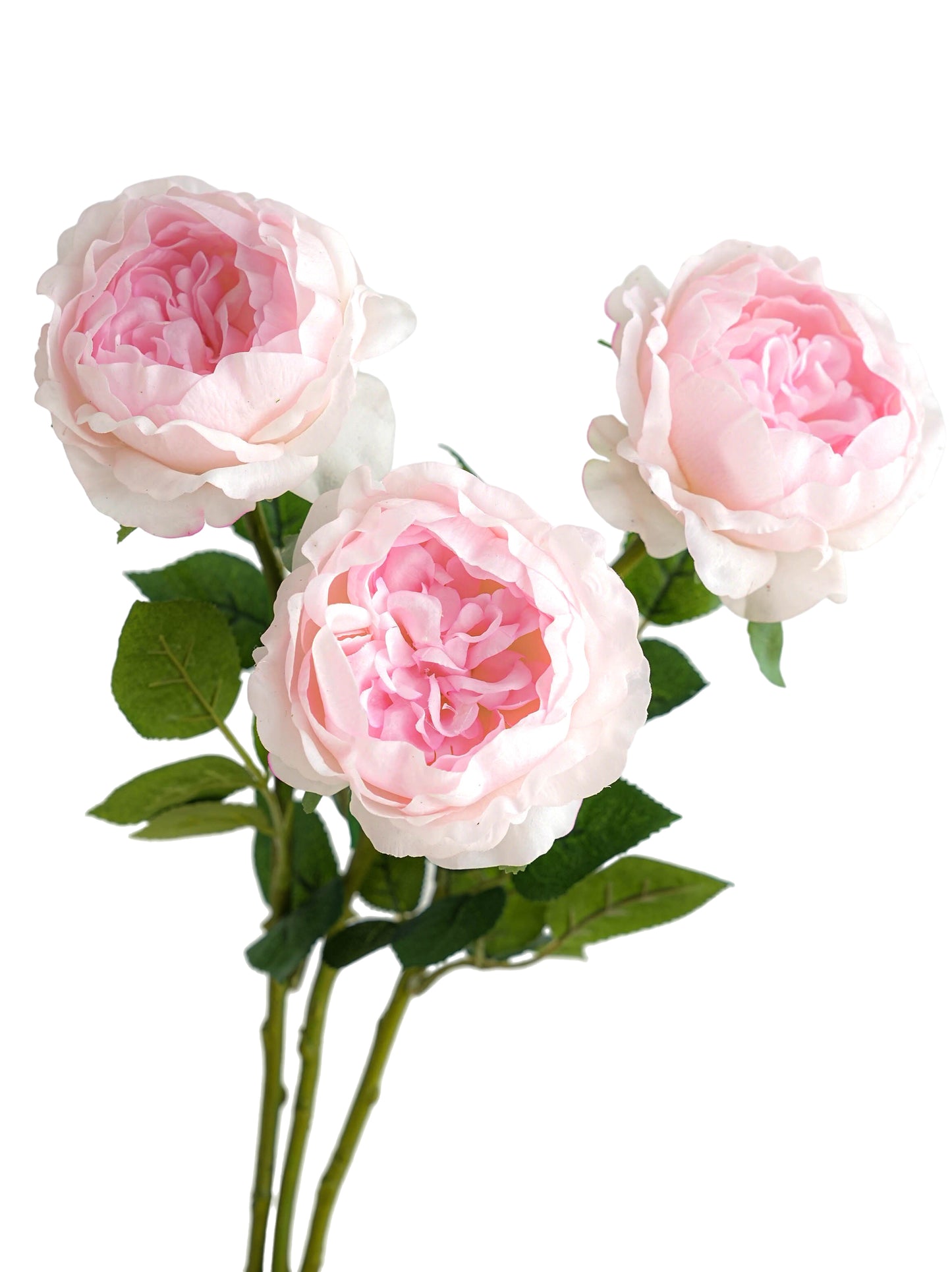 Pink Austin Roses with a Luxurious Touch- 29.5"