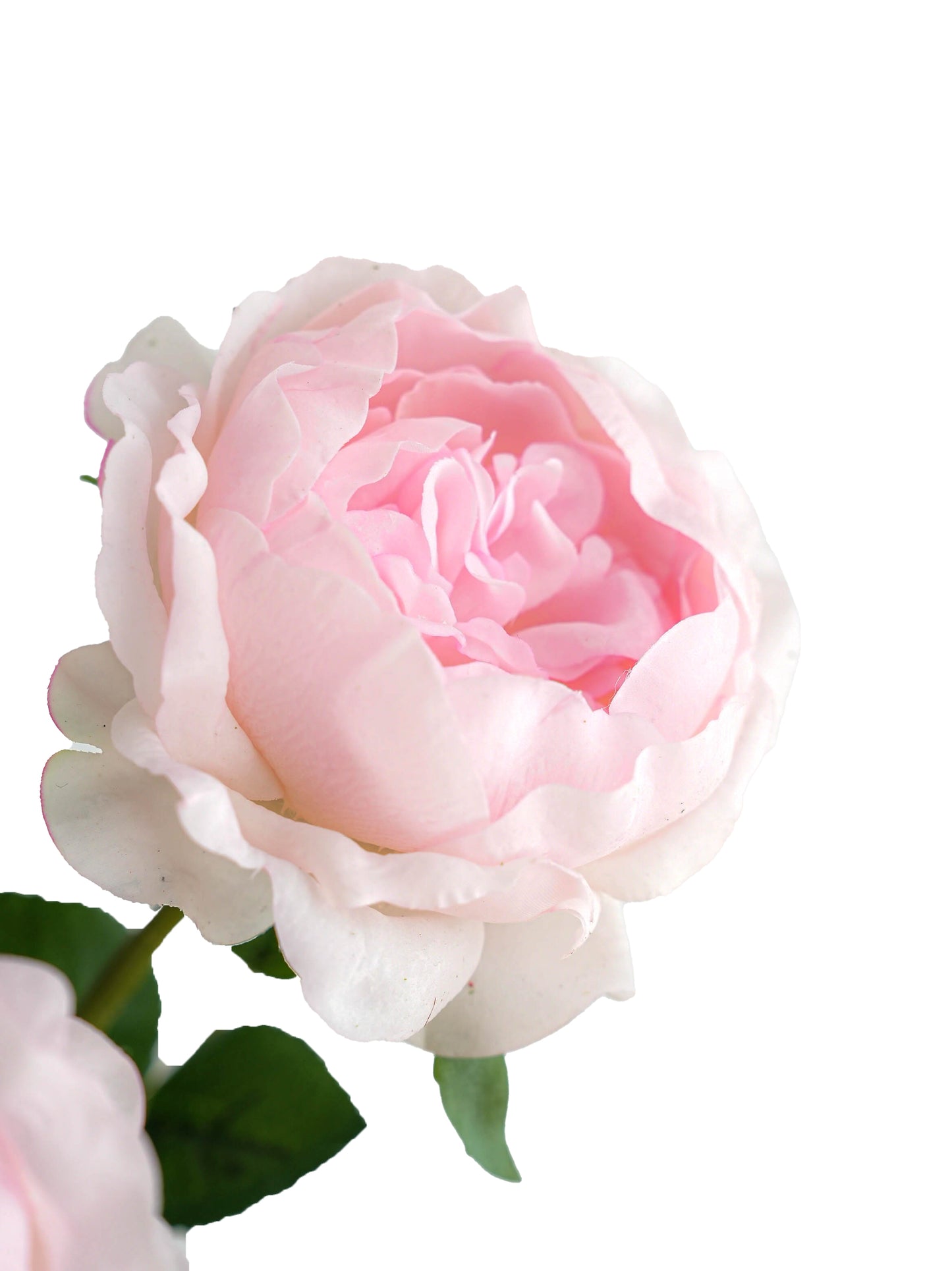 Pink Austin Roses with a Luxurious Touch- 29.5"