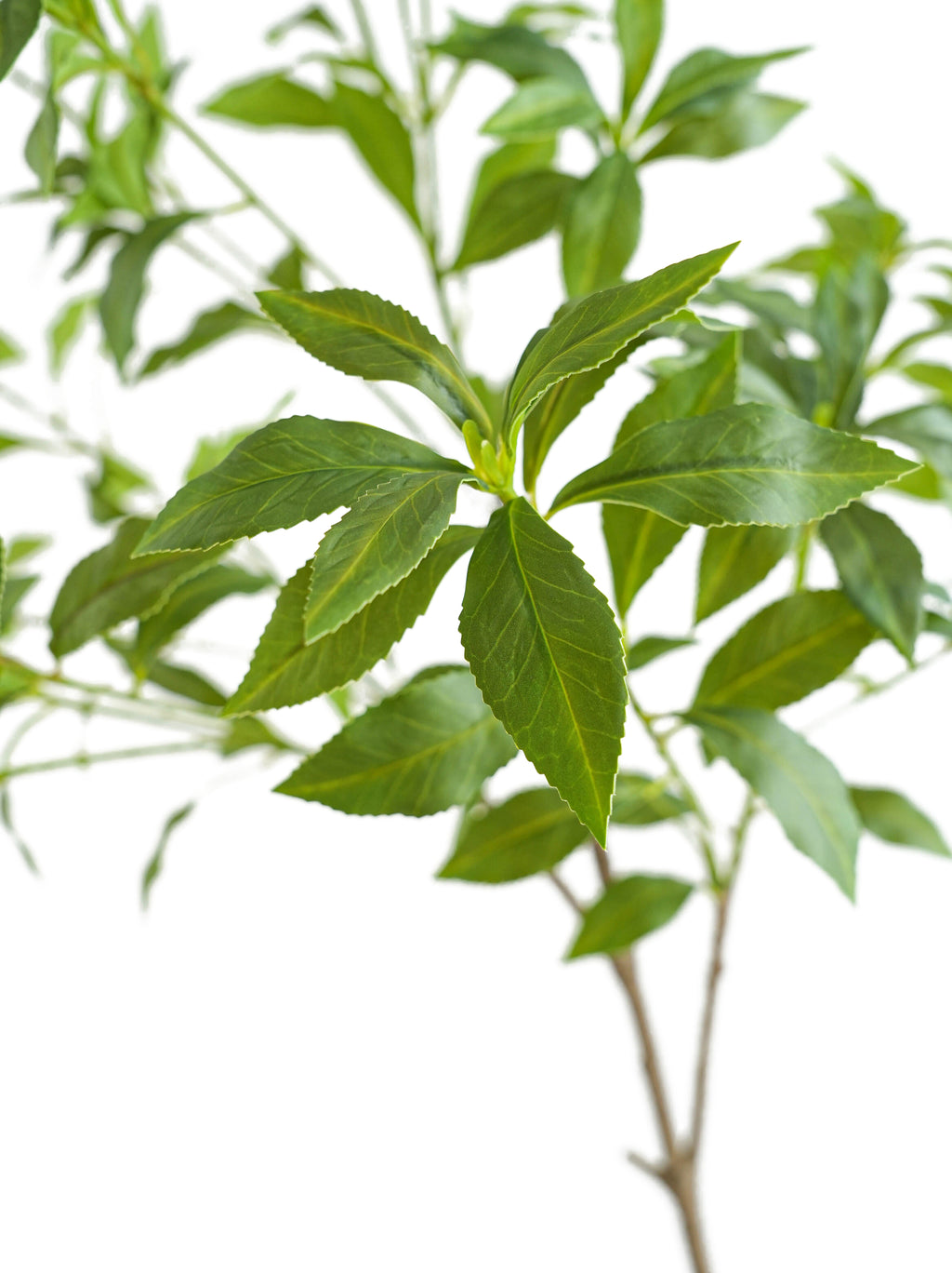 Tall Artificial Pieris japonica -49.2"