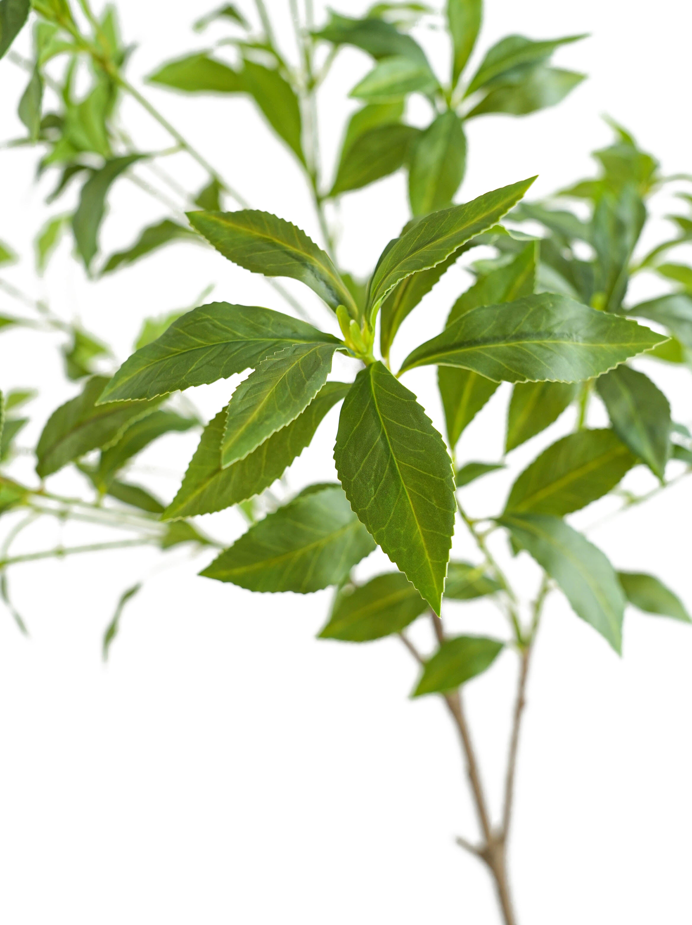 Tall Artificial Pieris japonica -49.2"